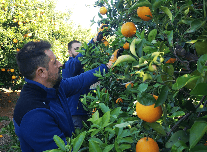 recogida-naranjas Dos personas recolectando naranjas junto a unos naranjos
